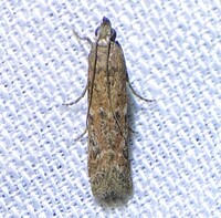 Ephestiodes unidentified species