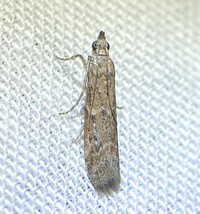 Ephestiodes unidentified species