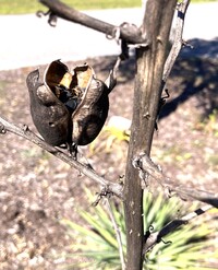 Tegeticula unidentified species