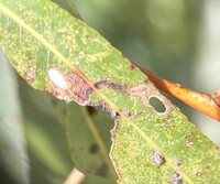 Coptodisca saliciella