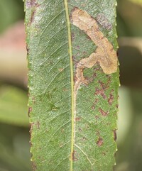 Stigmella fuscotibiella