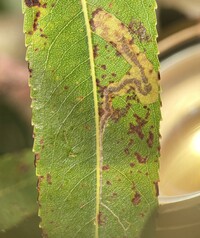 Stigmella fuscotibiella