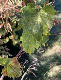 Phyllocnistis vitegenella