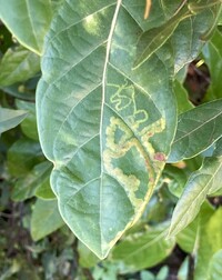 Phyllocnistis hyperpersea