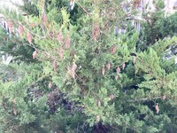 Thyridopteryx ephemeraeformis