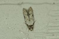 Taygete attributella