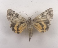 Catocala connubialis