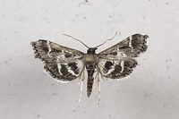Diasemiodes janassialis