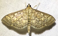 Herpetogramma thestealis