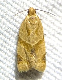 Clepsis peritana