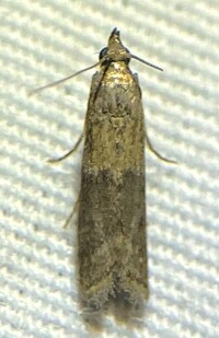 Ephestiodes infimella