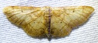 Idaea demissaria