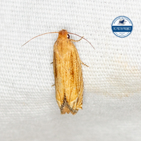 Pelochrista cataclystiana