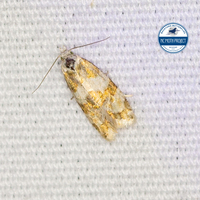 Aethes argentilimitana