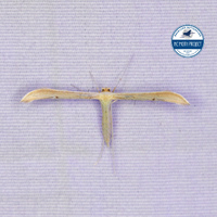 Hellinsia unidentified species