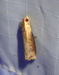 Pseudogalleria inimicella