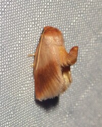 Tortricidia testacea