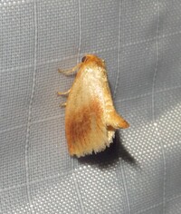 Tortricidia testacea