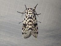 Hypercompe scribonia