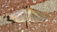 Herpetogramma bipunctalis