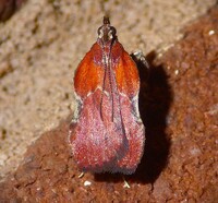 Galasa nigrinodis
