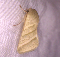 Chloridea virescens