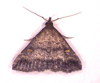 Tetanolita floridana