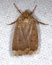 Abagrotis alternata