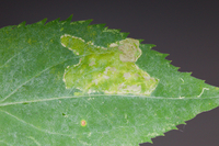 Acrocercops astericola