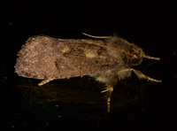 Acrolophus mora
