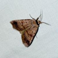 Agnorisma badinodis