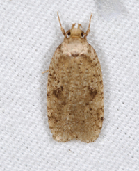 Agonopterix canadensis