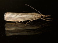 Agriphila vulgivagellus
