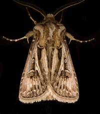 Agrotis gladiaria