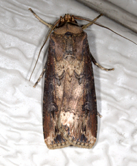 Agrotis ipsilon