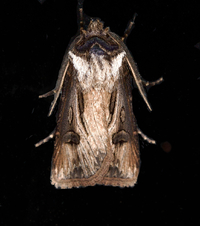 Agrotis venerabilis