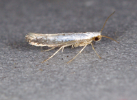 Argyresthia subreticulata