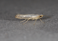 Argyresthia subreticulata