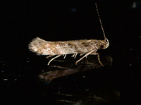 Aristotelia rubidella