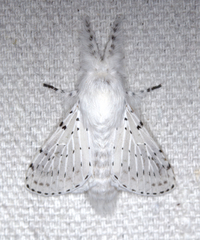 Artace cribrarius