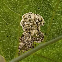 Aspilanta hydrangaeella