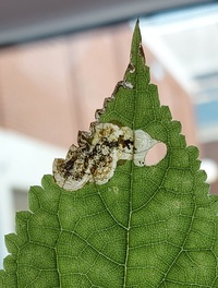 Aspilanta hydrangaeella