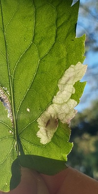 Astrotischeria astericola