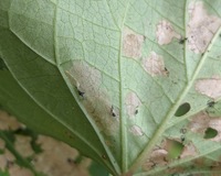 Bedellia somnulentella