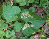 Bedellia somnulentella