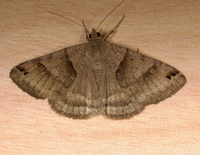 Caenurgina crassiuscula