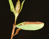 Caloptilia hypericella
