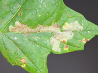 Cameraria aceriella