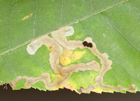 Cameraria caryaefoliella