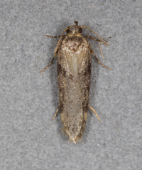 Chionodes obscurusella